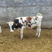 گاو نر نگهداری و کشتن