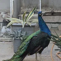 طاووس مصری دستی