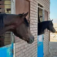 فروش سیلمی عرب از اسپرسیوو بقایی