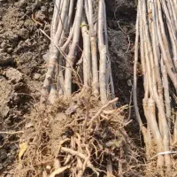 نهال سیب گالا و گلدن پایه مالینگ|خدمات باغبانی و درختکاری|سردشت, |دیوار