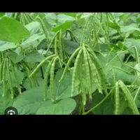 کارگر لوبیا چینی