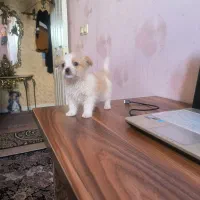 واگذاری سگ شیتزو