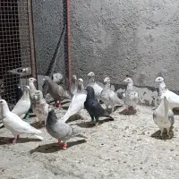 دسته سرور . دورگ .پلاکی . افشون . شازده  پرشی طوقی