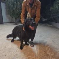 سگ جرمن شولاین بلک