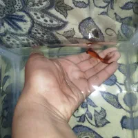 ماهی قرمز|ماهی|بیرجند, |دیوار