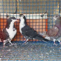 کبوتر|پرنده|خمینی‌شهر, |دیوار