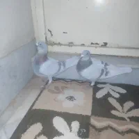 کبوتر پرشی|پرنده|چناران, |دیوار