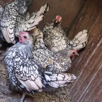 تخم مرغ سبرایت