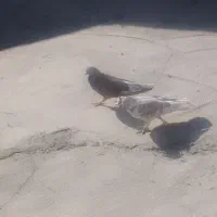 کبوتر پرشی|پرنده|اصفهان, جاوان|دیوار