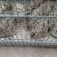 قفس پرنده