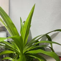 گل طبیعی|گل و گیاه طبیعی|تهران, افسریه شمالی|دیوار