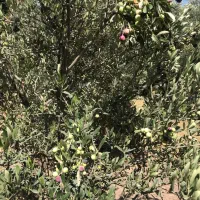 نهال زیتون اصلاح شده|خدمات باغبانی و درختکاری|تهران, آبشار|دیوار