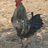 خروس جوان و زیبا محلی