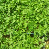 نشا گوجه بادمجان فلفل توت فرنگی