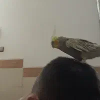 عروس هلندی خانگی