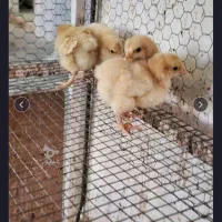 جوجه لاکنولدر‌واوربینگتون