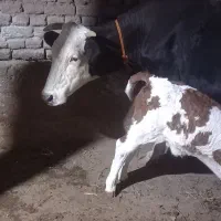 گاو سیمنتال اصل