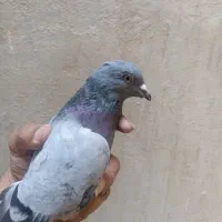 کبوتر|پرنده|امیدیه, |دیوار