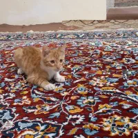 گربه چهار ماهه پسر|گربه|اردبیل, |دیوار