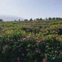 گل محمدی تازه درجه۱ از شهر میمند