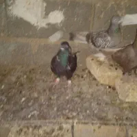 کفتر بهبهانی|پرنده|مرودشت, رامجرد یک|دیوار