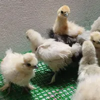 جوجه اصیل نژاد ابریشمی|حیوانات مزرعه|رشت, شهرک صبا|دیوار