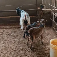 دو عدد ماده یه نر تخمی