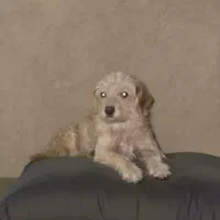 سگ پا کوتاه