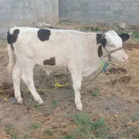 گوساله نر جنس  ۳ماهه