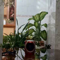 اسپیکر سالم وتمیز فلش خور وبولوتوث هم وصل میشه