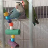 طوطی برزیلی اصل