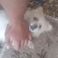 یک سگ بسیار بازیگوش و چند ماهه