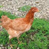 مرغ و خروس کبابی|حیوانات مزرعه|صومعه‌سرا, |دیوار
