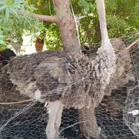 شترمرغ|حیوانات مزرعه|ایرانشهر, |دیوار