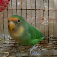 طوطی برزیلی