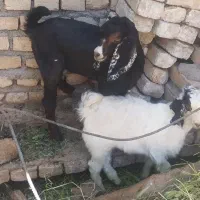 دو بزغاله نر