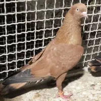 کله ای برنجی پرتقالی