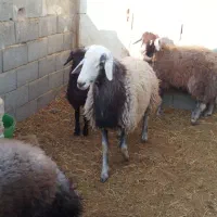 فروش بره قوچ شال افشاری