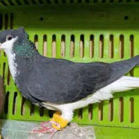 چادری کاکلی ماده