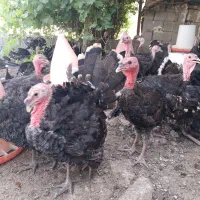 جوجه بوقلمون دوماهه