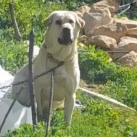 ماده ۱۶ ماهه