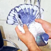 دوتا نر و یک ماده طاووسی