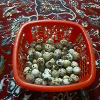 سی چهل عدد بلدرچین تازه به تخم اومدهسی|حیوانات مزرعه|بیرجند, |دیوار