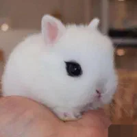 دهکده‌خرگوش سزار لوپ ترکیشی مینیاتوری شناسنامه دار