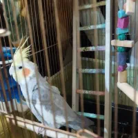 عروس هلندی سالم آوازخوان مولد نر