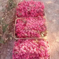 زرشک تازه قاینات شرعی رسید|خوردنی و آشامیدنی|مشهد, شهرک ابوذر|دیوار