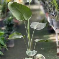 نخل نیکولای