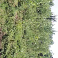 فروش زمین از ۳۰۰الی ۲۰۰۰ متر واقع درشهر طاهرگوراب|فروش زمین و ملک کلنگی|طاهرگوراب, |دیوار