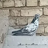 یک جفت نروماده سوسکی بپر