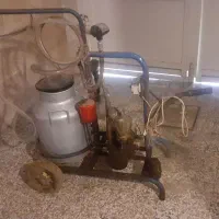 شیردوش گاو سالم